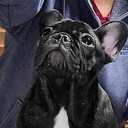 Tokyo - Brindle French Bulldog puppy in Las Vegas, Nevada from Aloha Paradise Kennel