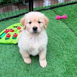 Golden Retriever Puppies from Skyland Golden Retrievers