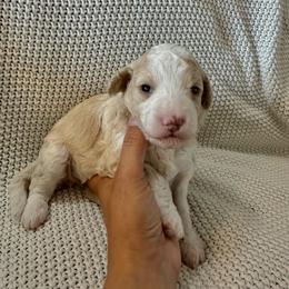 Lacey - Tri-color female Bernedoodle puppy in Leesport, Pennsylvania from Bechtel’s Doodles