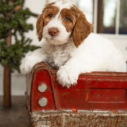 Australian Labradoodle Puppies from Providence Labradoodles