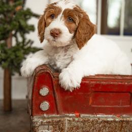 Australian Labradoodle Puppies from Providence Labradoodles