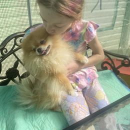 Sir Theodore Teddy Bear - Orange sable male Pomeranian puppy in Elizabethtown, Kentucky from Teeny Tiny Puppy Tails