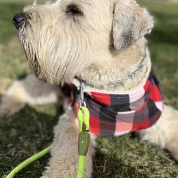Soft Coated Wheaten Terriers from Beth's Soft Coated Wheaten Terriers