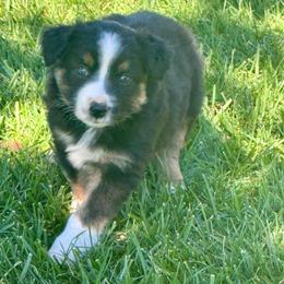 Hitch (Trailblazer) - Black tri-color male Australian Shepherd puppy in California from Eagle River Aussies
