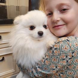 Everly - Pomeranian