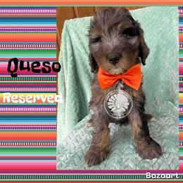 Queso - Blue merle male Bernedoodle puppy in Godwin, North Carolina from Farm Sweet Farm Doodles