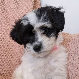 Maltipoos from Bundle of Joy Maltipoo