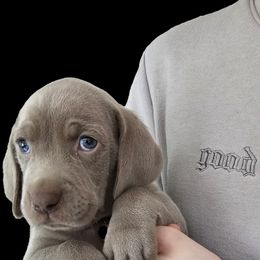 Weimaraner Puppies from Mavericks Night Weimaraners