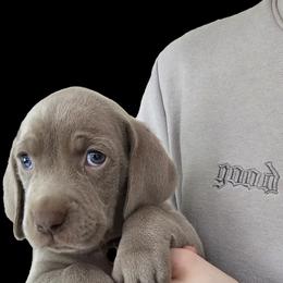 Weimaraner Puppies from Mavericks Night Weimaraners