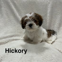 Lhasa Apso and Shih Tzu Puppies from The Ruff Life Tribe