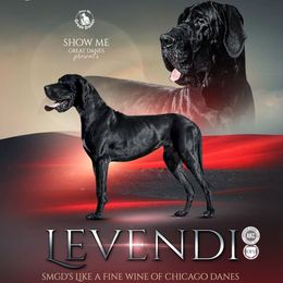 Levendi - Great Dane