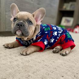 French Bulldog Puppies from Porchant French Bulldogs