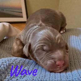 Wave - Red phantom male Aussiedoodle puppy in Ellenburg Center, New York from Kristin's Puppies