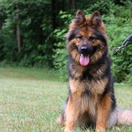 Hex - German Shepherd