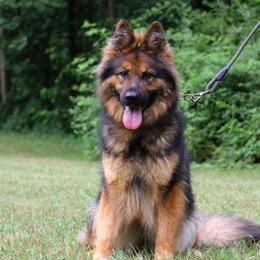 Hex - German Shepherd