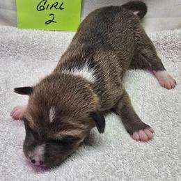 P girl 2 - Mahogany tan and white female Basenji puppy in Caldwell, Texas from Candyce Witte