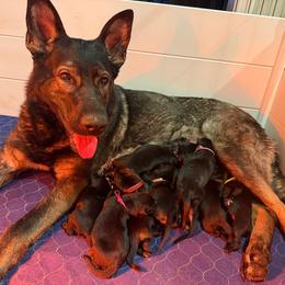 Girl 2 - Bi-color female German Shepherd puppy in New York from Spitze German Shepherds