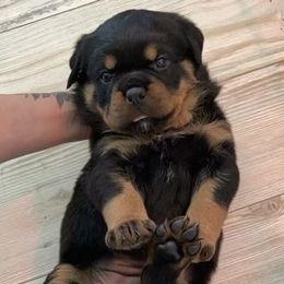 Rottweiler Puppies from Von Der Hing Rottweilers