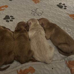 Girl 1 - Dark golden female Golden Retriever puppy in Harrisburg, North Carolina from Bunn Ranch Goldens & Bernese