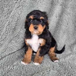 Prince Eric - Black and tan male Cavapoo puppy in Floyd, Virginia from Hearts and Paws Poodles and Doodles