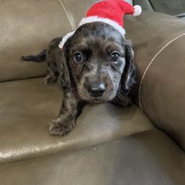 Dachshund Puppies from Doxie Gang