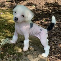 Chinese Crested Puppies from Jewels Chinese Cresteds