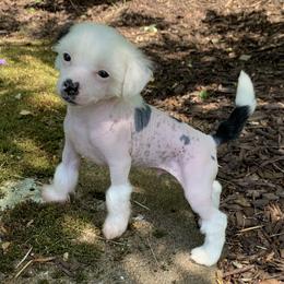 Chinese Crested Puppies from Jewels Chinese Cresteds