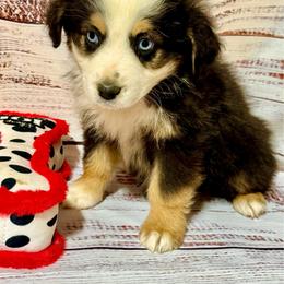 Candy tri female - Black tri female Miniature Australian Shepherd puppy in Lemon Cove, California from Magic Ranch Mini Aussies