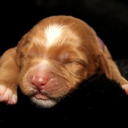 Macaron - Caramel male Australian Labradoodle puppy in Stanwood, Washington from Victoria Creek Australian Labradoodles