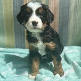 Ozzy - Tri-color male Bernedoodle puppy in Gilbert, Arizona from Safe Havynn Doodles