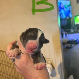 Black or agouti light green male - Black male Siberian Husky puppy in Wheeling, West Virginia from Powells Huskies