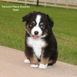 Boy 1 - Black tri male Toy Australian Shepherd puppy in Chandler, Oklahoma from Parsons Place Aussies