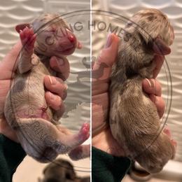 Boy 2 - Fawn (isabella) and cream male Dachshund puppy in Fond Du Lac, Wisconsin from Clucking Homestead Springers & Dachshunds