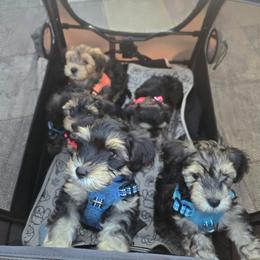 Yorkipoo Puppies from TheSocialk9