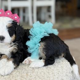 Nyx - Tri-color female Bernedoodle puppy in Henry, Illinois from Rowe Farms Doodles