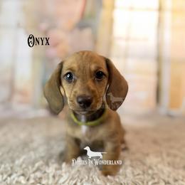 Onxy - Red male Dachshund puppy in Rainier, Oregon from Doxies in Wonderland