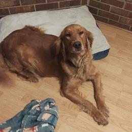 Honey - Golden Retriever