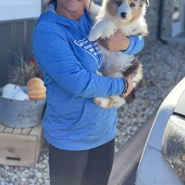 Australian Shepherd Puppies from Mezzo Australian Shepherds