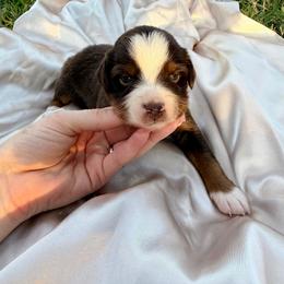 Beth - Red tri female Miniature Australian Shepherd puppy in Sweeny, Texas from Peach Creek Minis