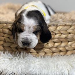 Gravy - Black brown and white male Basset Hound puppy in Lone Jack, Missouri from Wee Little Bassets
