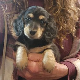Ruby - Black and cream female Dachshund puppy in Grants Pass, Oregon from vom Treuen Wachter