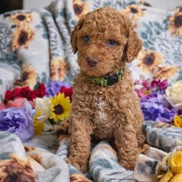 Puppy 1 (Goldendoodle) - Dark golden male Golden Retriever puppy in San Tan Valley, Arizona from Top Gun Golden Retrievers