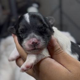 Ava - Piebald female Morkie puppy in Germantown, Tennessee from Sophia puppy’s