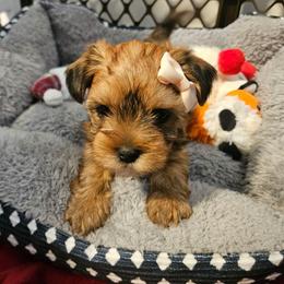 Coco - Gold female Shorkie puppy in Chattanooga, Tennessee from Passion Pups TN