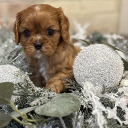 Charming - Ruby male Cavalier King Charles Spaniel puppy in Salina, Utah from Corner house cavaliers