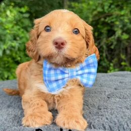 Dashi - Caramel male Australian Labradoodle puppy in Lake Zurich, Illinois from Rellie  Labradoodles