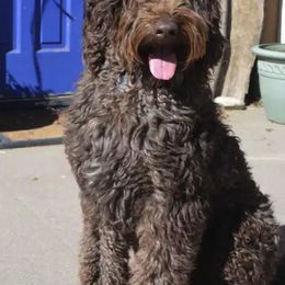 Australian Labradoodle All Grown Up from Rocky Mountain Labradoodles