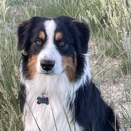 Kiva - Australian Shepherd