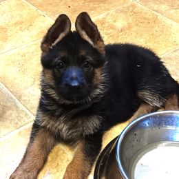 Purple girl - Black and red female German Shepherd puppy in Stevenson, Washington from Sundance Shepherds