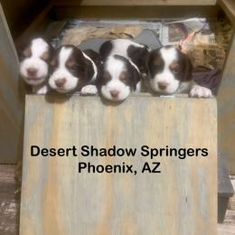 English Springer Spaniel Puppies from Desert Shadow Springers